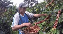 oemena's tweet photo. Intensifica  Guantánamo  teares agricolas
#Cuba
El Sindicato  Agropecuario Forestal y Tabacalero en Guantánamo organiza  brigadas de  movilizados de varios municipios  para la recolección  de granos de  café los cuales se madurarán rápidamente por la caída de intensas  lluvias https://t.co/PKZ9TifA3E