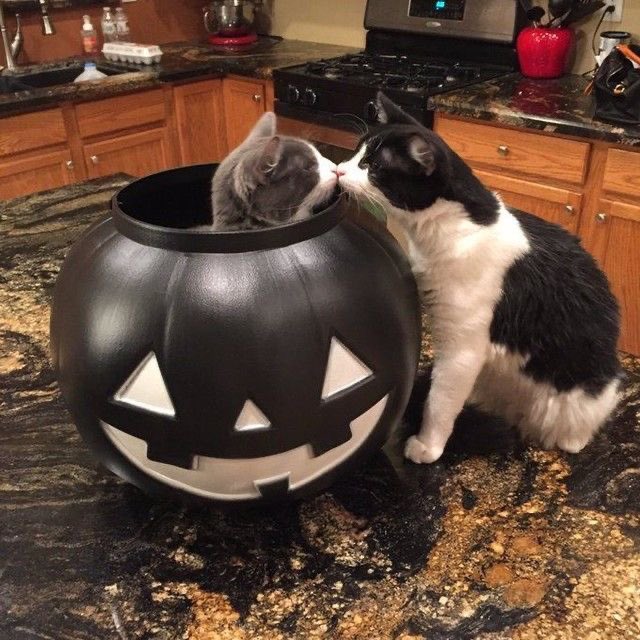 what if we kissed in the jack o lantern bucket?