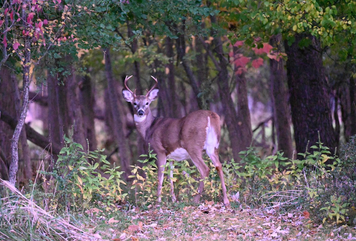 aNYDeadHd's tweet photo. It's as much his land as it is mine. #BackYardDeer https://t.co/84VDZhnsuU