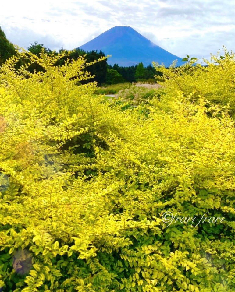 furarifu's tweet photo. おはようございます🗻
ライム色の雲から
久しぶりの富士山
花言葉は「くつろぎ」
良い日になりますように。
#プリベット #富士山 #写真 #privet #写真好き #photo #mtfuji #本栖湖リゾート #Japan https://t.co/33XEVqXzSm