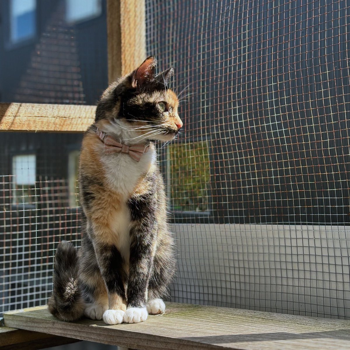 purrsandbeansnz's tweet photo. #Zuzu is sitting pretty waiting for guests to arrive 🎀😻 

We are open from 2pm - 6pm today, start your long weekend with some cat cuddles - head over to our website for session times &amp; to book your spots! 🐾

#TGIF #fridayfun #prettykitty #modelcat #tortie #catio #purrsandbeans https://t.co/gDmXgKpxqz