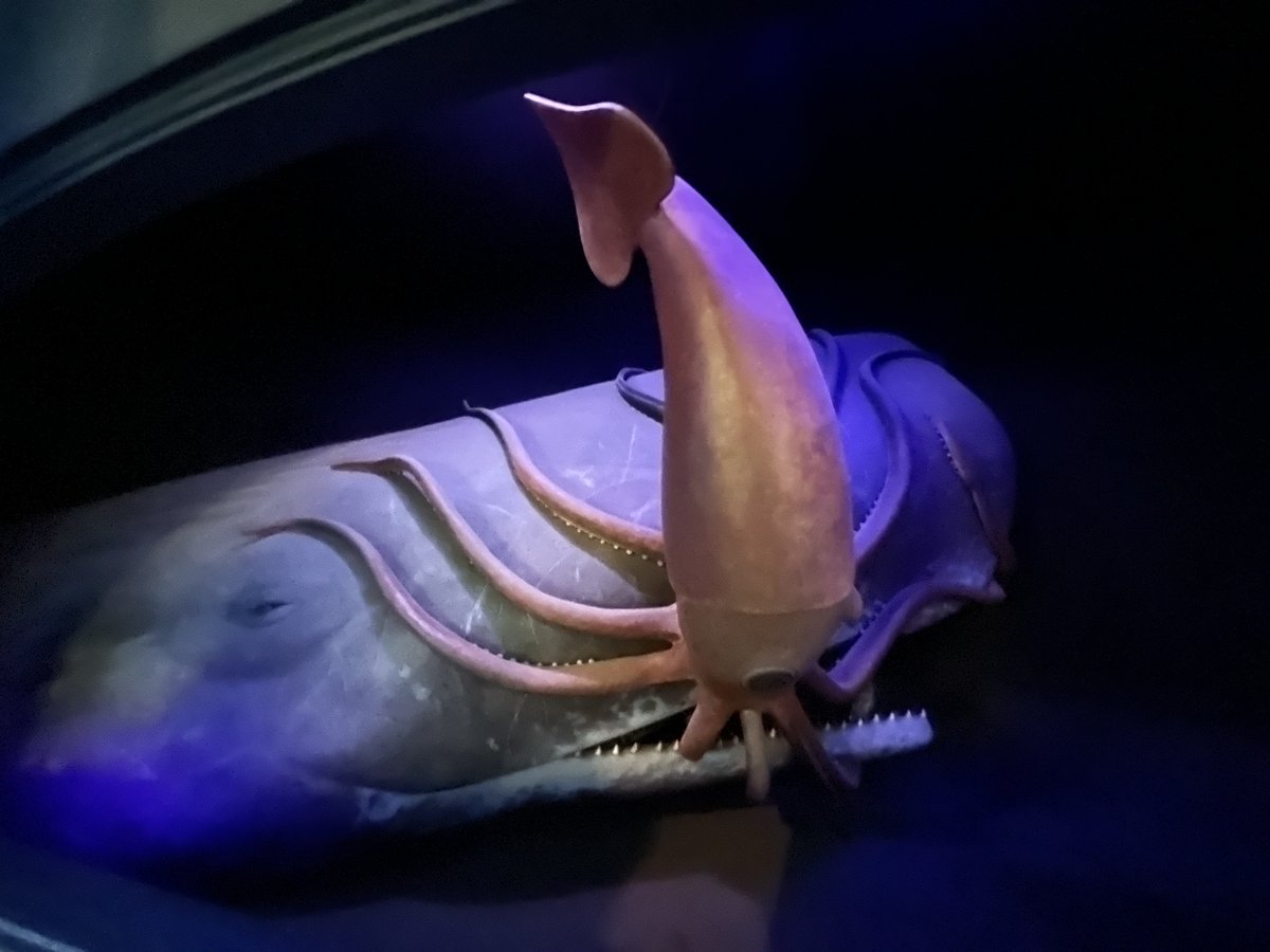 Sperm whale vs giant squid isn't even close. Like, it really, REALLY isn't close.

(but it looks REALLY metal, I'll give it that lol) 🧵