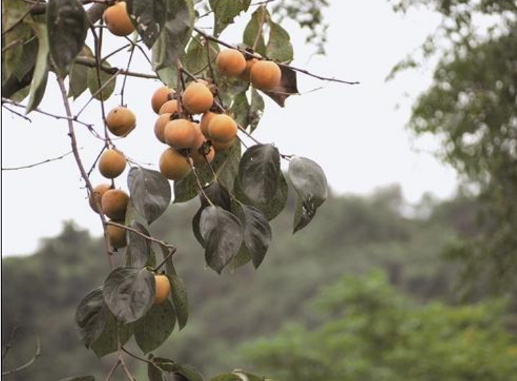 zhu_alice50849's tweet image. Crisp air, sweet treats—autumn&apos;s way of saying hello. 🍂🍯 #AutumnSweetness #HelloFall