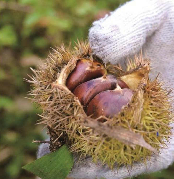 zhu_alice50849's tweet image. Crisp air, sweet treats—autumn&apos;s way of saying hello. 🍂🍯 #AutumnSweetness #HelloFall