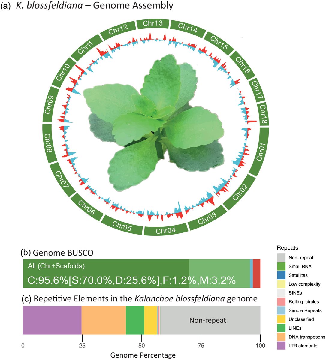 Plants People Planet 🌱👥🌐 (@plantspplplanet) on Twitter photo Sequencing complex plants on a budget: The development of Kalanchoë blossfeldiana as a C3, CAM comparative tool
@cowanturner <a href="/EleniStavrin/">Eleni Stavrinidou</a> <a href="/IliaLeitch/">Ilia Leitch</a> maxim_kapralov, et al.
📖 nph.onlinelibrary.wiley.com/doi/10.1002/pp…
#LatestIssue @eplants_at_liu Sequencing complex plants on a budget: The development of Kalanchoë blossfeldiana as a C3, CAM comparative tool
@cowanturner <a href="/EleniStavrin/">Eleni Stavrinidou</a> <a href="/IliaLeitch/">Ilia Leitch</a> maxim_kapralov, et al.
📖 nph.onlinelibrary.wiley.com/doi/10.1002/pp…
#LatestIssue @eplants_at_liu