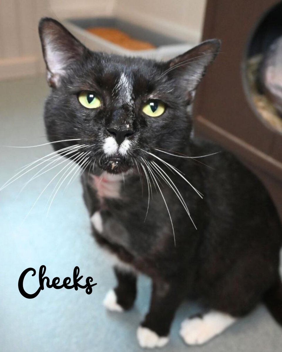 ✨Black Cat Appreciation Post✨

All October long, adoption fees for black 🖤 and orange 🧡 cats &amp; kittens are 50% OFF! Come on in and take them home!