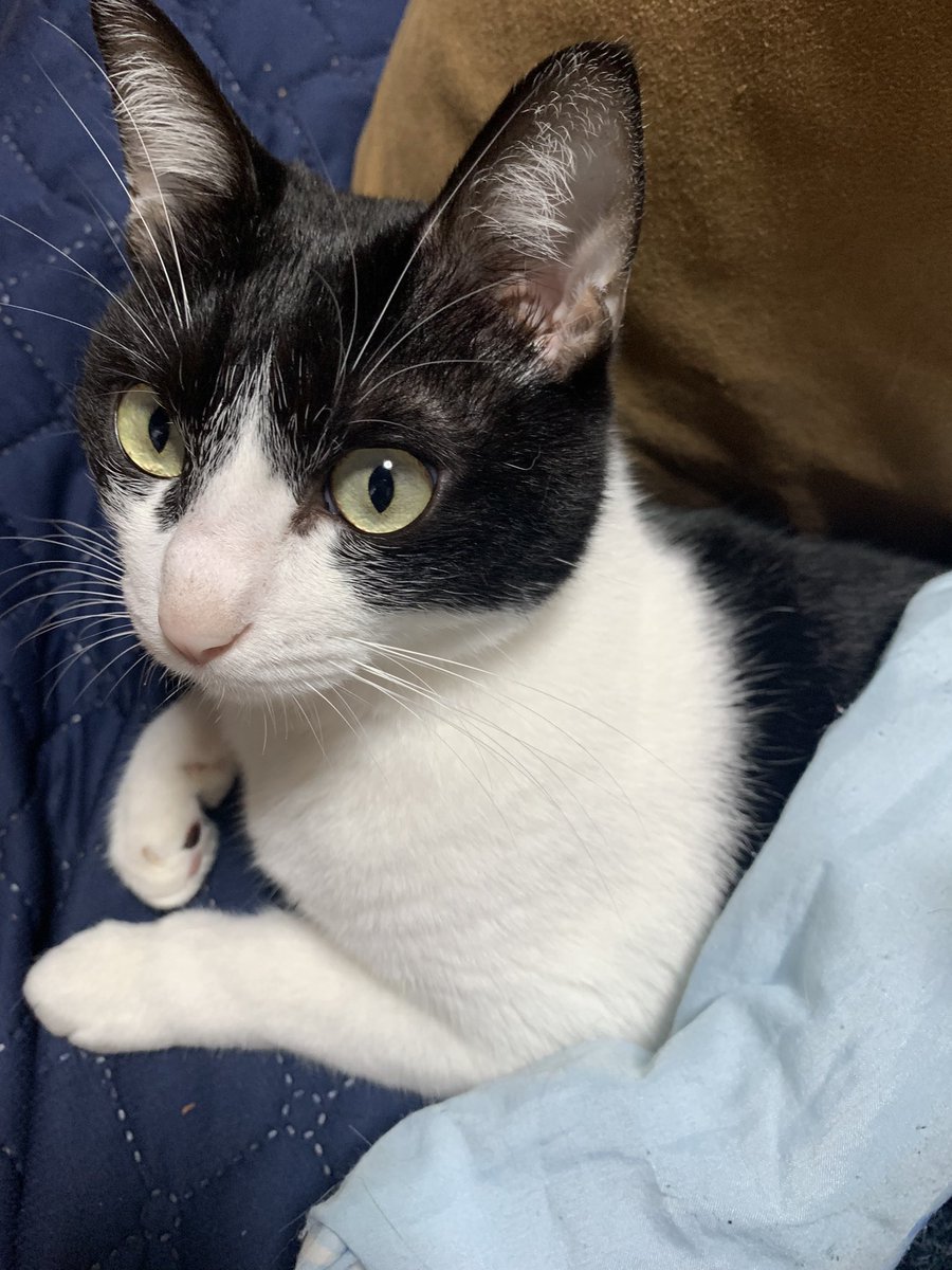 yotsuba__12's tweet image. おはよう🐱
#今日のあんこ