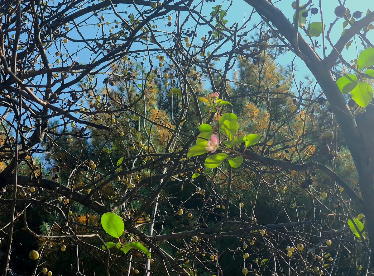 봄에 피는 명자나무 꽃.
열매달린 애 옆에 피고 말았네