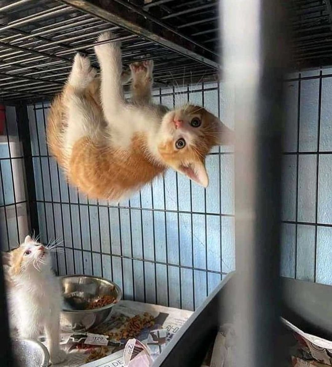 smol silly cat tweet media
