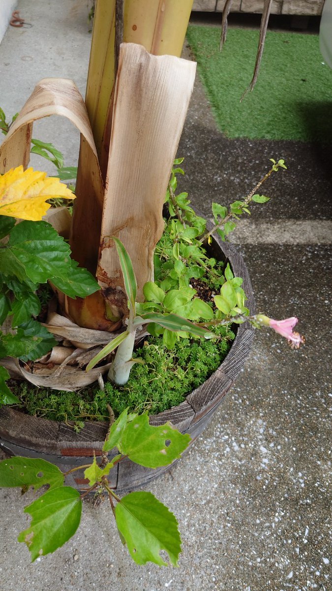 SmileKOBOstuff1's tweet photo. おはようございます
25日(金)Smile工房＆ニワメシ10時OPENです
今週は私用で立て込んでおり投稿できていませんでした
反��しております
本日の天気は雨の予報が出ています、先日の雨で被害の出なかった場所でも被害が出る可能性があります、ご注意をお願いします

本日のニワメシはおばんざいデー
続く https://t.co/3bNGiPCjl6