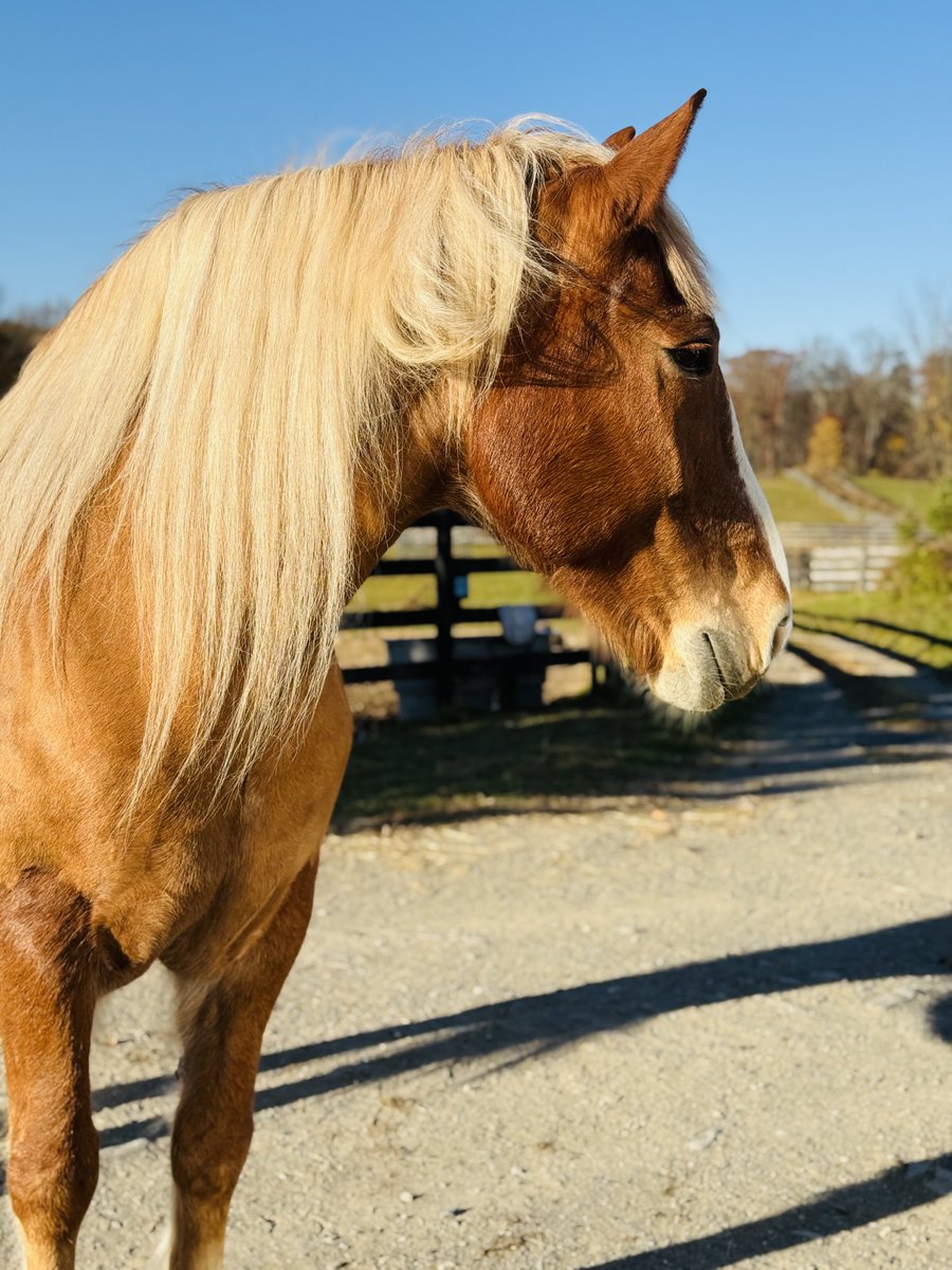 m_crouton's tweet image. Big girl out in the sun ☀️ #pesto
