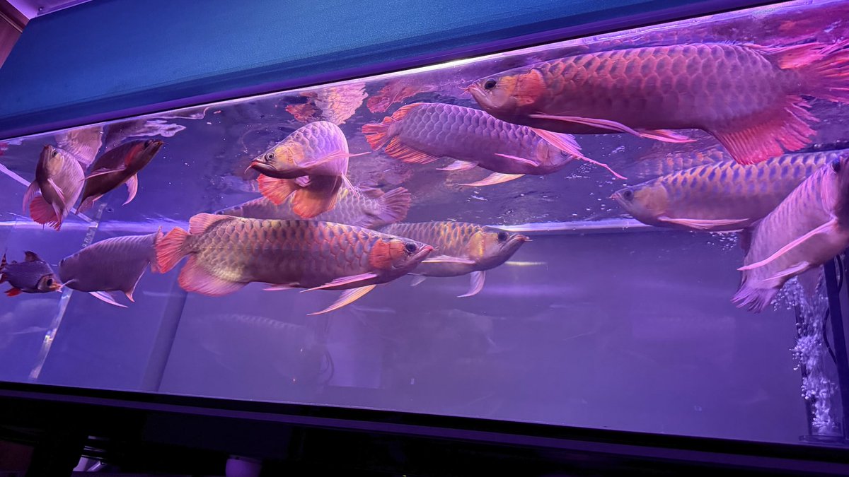 一旦タンニングは辞めて成魚にしっかり餌がいくようにして、ペアリングに集中します。