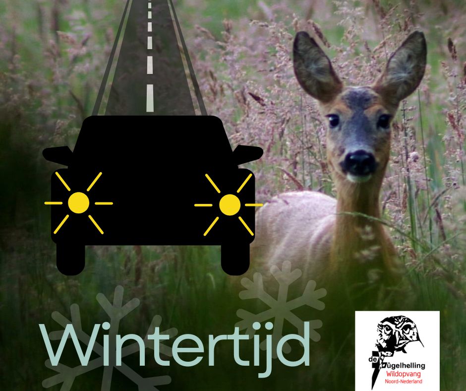 Zondag 31 oktober gaat de #wintertijd in. 
Daardoor is de kans op een #wildaanrijding groter. Veel verplaatsingen van o.a. #reeën vallen samen met de ochtend&amp;avondspits in het #verkeer. Pas alsjeblieft je snelheid aan wees extra alert. Bedankt namens de #dieren #wildlife