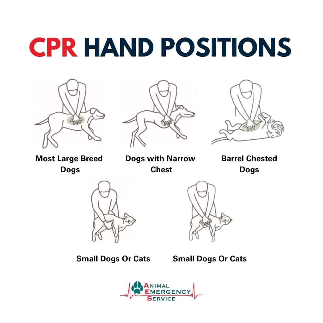 hondenprofessor's tweet photo. Leer je huisdier reanimeren in noodgevallen! Blijf kalm, volg de stappen voor compressies en ademhaling en wees voorbereid. โค๏ธ #PetCPR #EmergencyVet #pootjesaanzee https://t.co/W2gL9h2t0z