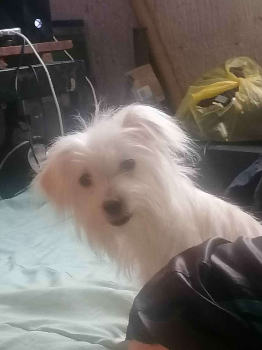 chideseco's tweet photo. Coco tal vez ya no estás aquí pero se que me vas está cuidandome desde el cielo ❤️ https://t.co/qUPOWvMLag
