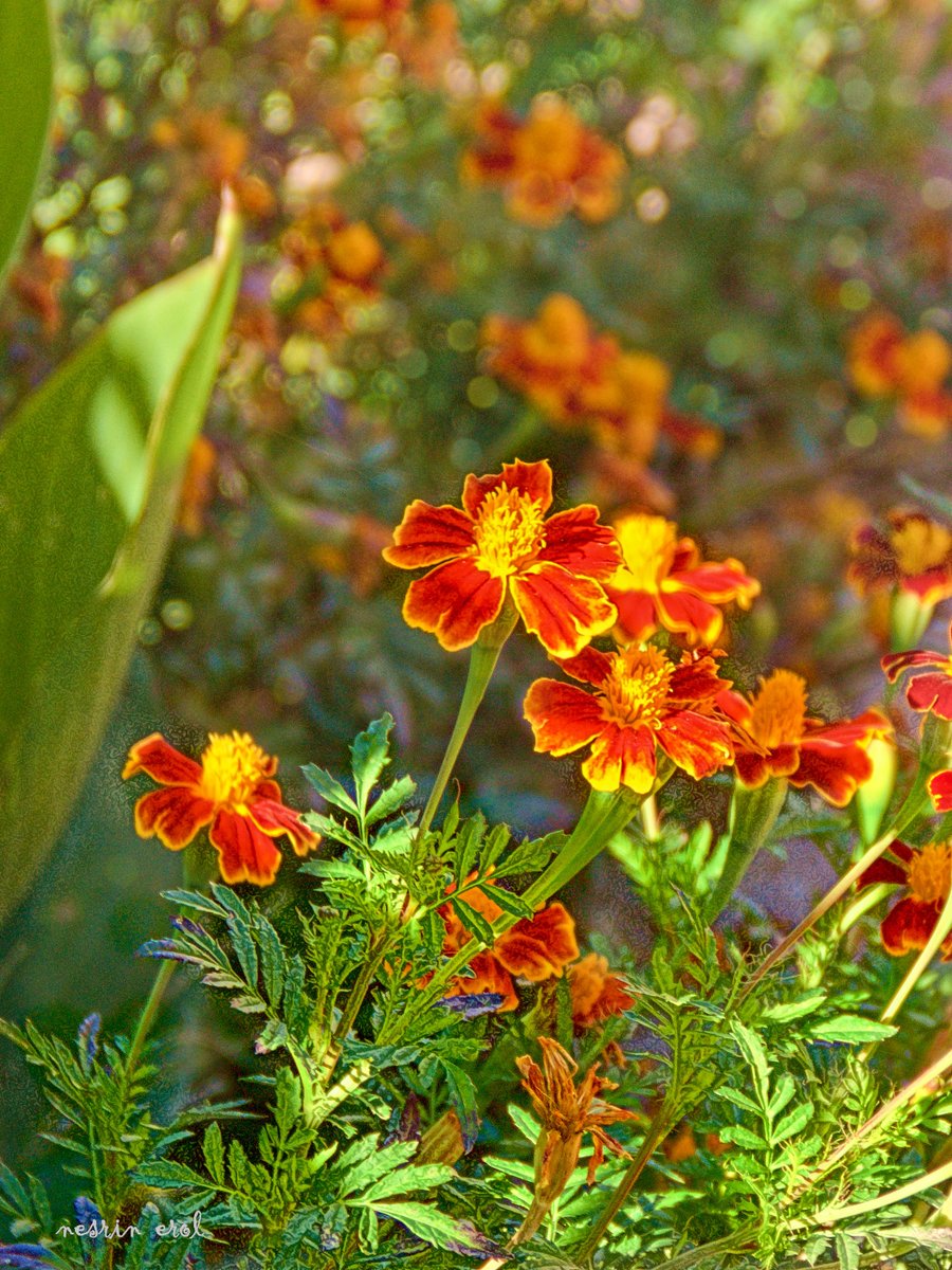 nbherol's tweet image. #FridayFreeForAll #FlowersOnFriday