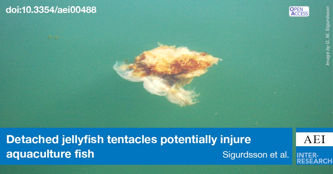 First experimental proof showing how long after detachment lion's mane #jellyfish #cnidocysts in #tentacles can catch prey and thus potentially harm aquaculture fish (ca. 3.5 wk) allowing for a hypothetical risk assessment. bit.ly/aei_16_263