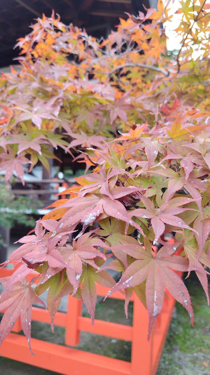 tomoe_gozen1974's tweet photo. 仕事が早く終われたので、先週の御礼参りに🙏🍁🐉⛩️
＃風神龍田大社 https://t.co/u7QrAtE91m