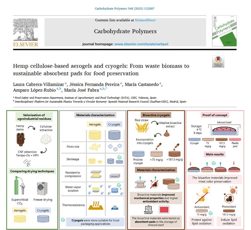 ♻️ Check our new scientific publication on #Hemp #cellulose-based #aerogels and #cryogels: From #waste #biomass to #sustainable absorbent pads for #food preservation.

doi.org/10.1016/j.carb…

<a href="/iata_csic/">IATA CSIC</a> <a href="/AgEInves/">Agencia Estatal de Investigación</a> #AGROMAT <a href="/PrimaProgram/">PRIMA Program Mediterranean Partnership 🇪🇺</a> <a href="/EVOLVEPACK2024/">EVOLVEPACK project</a>