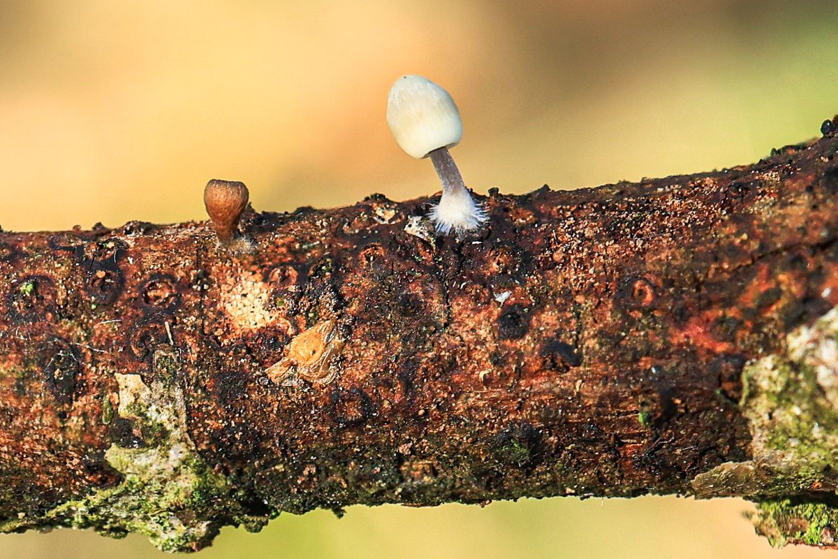 Fossicking for #fungi in a local woodland... a small group of ghostly-green Aniseed Funnel surrounded by a throng of Slender Club and Scurfy Deceivers... and a stick with the tiniest Angel's Bonnet alongside an even smaller brown cup fungus.

#FungiFriday