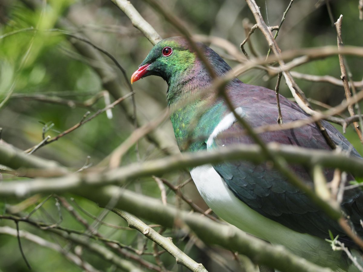 GruiformAbi's tweet image. Kererū are the ultimate pigeon- massive body, tiny head, rainbow feathers and (apparently) a habit of eating so much ripe fruit that they get drunk and fall out of trees