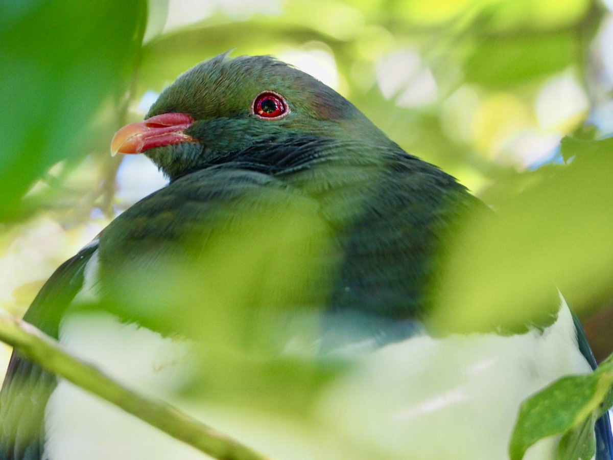 GruiformAbi's tweet image. Kererū are the ultimate pigeon- massive body, tiny head, rainbow feathers and (apparently) a habit of eating so much ripe fruit that they get drunk and fall out of trees