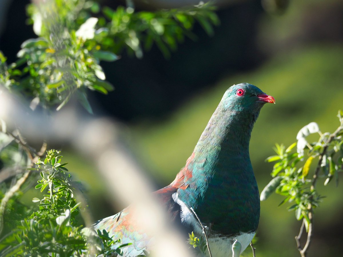 GruiformAbi's tweet image. Kererū are the ultimate pigeon- massive body, tiny head, rainbow feathers and (apparently) a habit of eating so much ripe fruit that they get drunk and fall out of trees