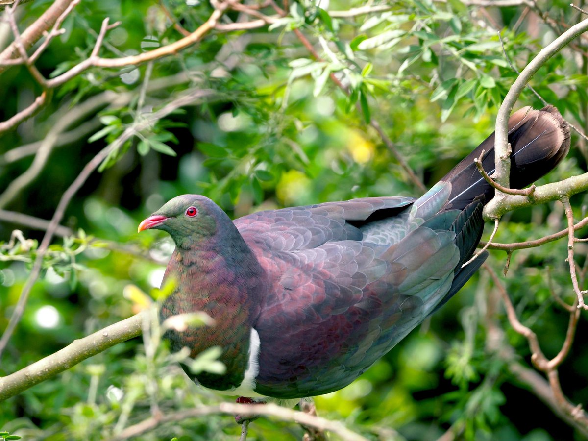 GruiformAbi's tweet image. Kererū are the ultimate pigeon- massive body, tiny head, rainbow feathers and (apparently) a habit of eating so much ripe fruit that they get drunk and fall out of trees