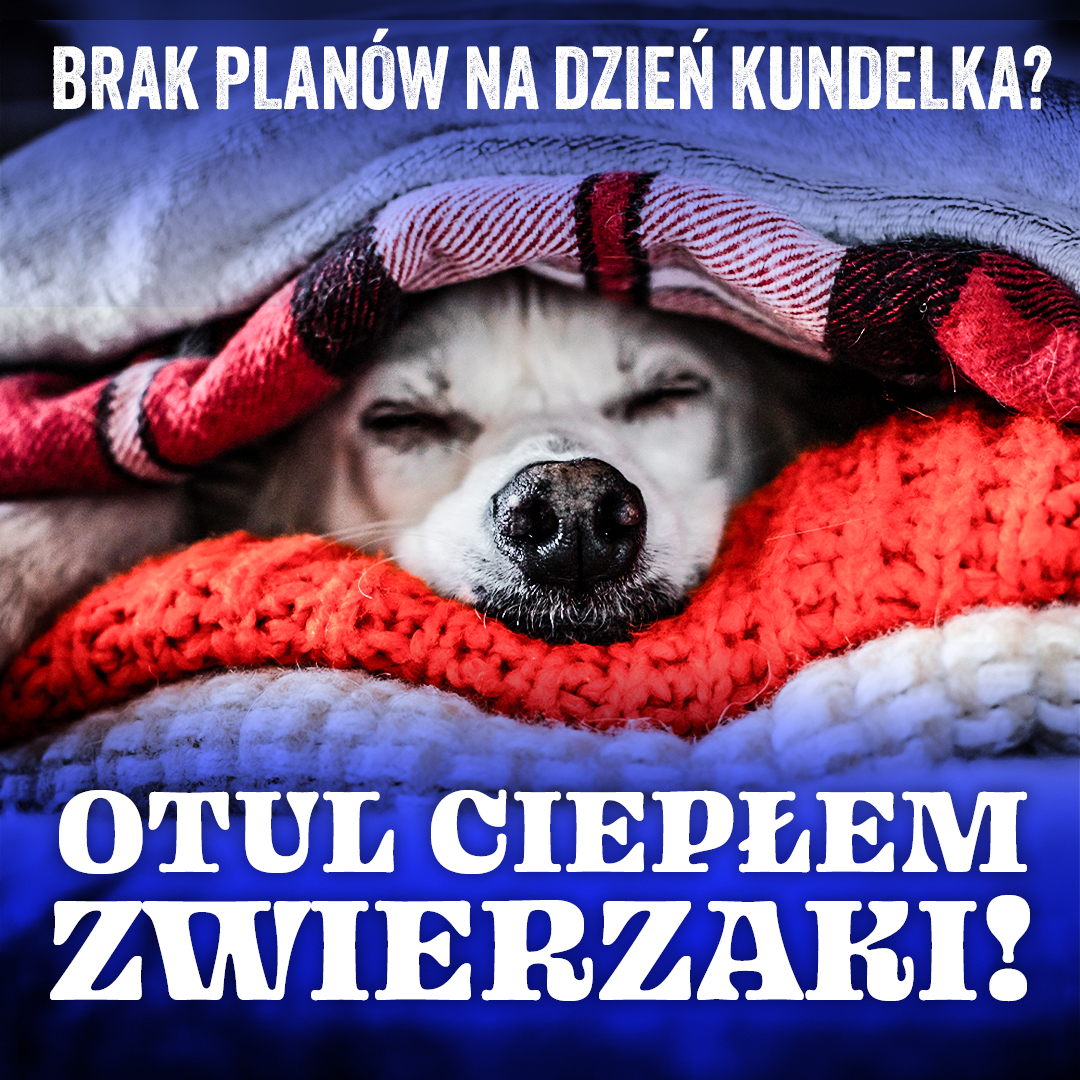 𝗗𝘇𝗶𝘀́ 𝗼𝗯𝗰𝗵𝗼𝗱𝘇𝗶𝗺𝘆 𝗗𝘇𝗶𝗲𝗻́ 𝗞𝘂𝗻𝗱𝗲𝗹𝗸𝗮! ❤️ 𝟮𝟱 𝗽𝗮𝘇́𝗱𝘇𝗶𝗲𝗿𝗻𝗶𝗸𝗮 to idealna okazja, by okazać serce naszym czworonożnym przyjaciołom: ratujemyzwierzaki.pl/otul-cieplem-z…