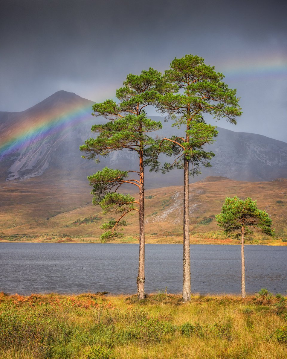 VerityMilligan's tweet photo. Day 18 of my futile one-woman crusade to keep real images popping up on your feed rather than AI.

We are family! Three Scots Pines on the shore of Loch Clare in Torridon, framed by a rainbow arching across Beinn Eighe behind. A moment of light on a rainy day is all you need. https://t.co/6CbcZQQOSZ