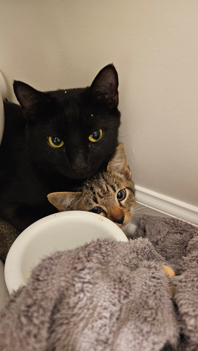 I caught these local strays I've been watching for 2 weeks, and they are neither chipped nor spayed/neutered

SO if anyone is feeling charitable please help me w this mess I just got myself into as I get them needed care and search for a home for them 🙇 Ko-fi.com/thunderscott