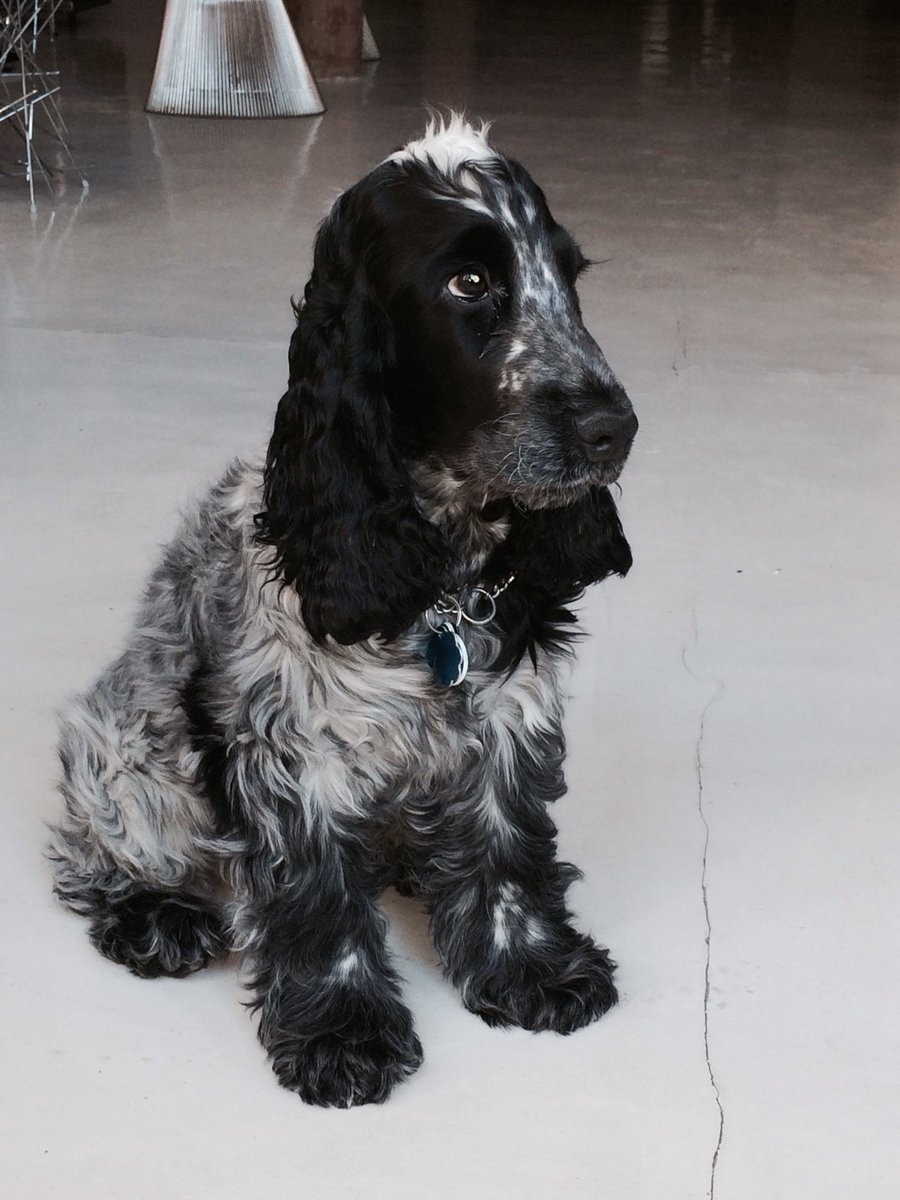 Andrew Weissmann (weissmann11 on Threads/Insta)🌻 tweet media