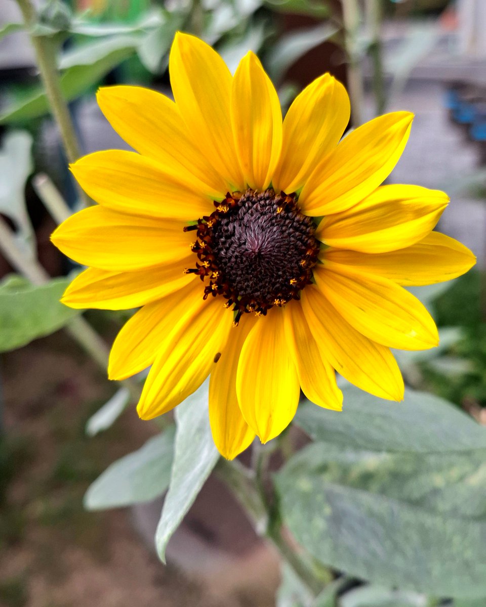 Tomo_NightBird's tweet photo. I feel therefore I am
#nature #NaturePhotography #flower #flowerp https://t.co/CehACelDko