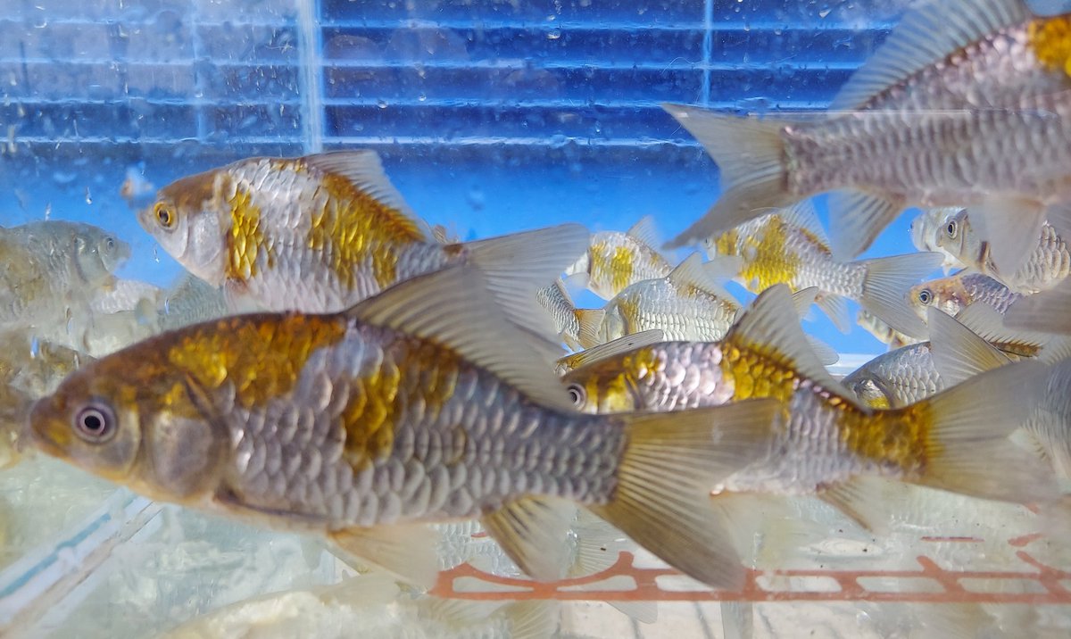 井ノ口養魚場 IGF (わかば養魚) tweet media