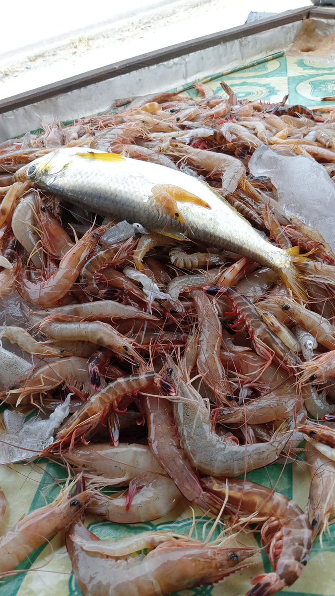 windya_melani's tweet photo. Rabu (23/10), Rusyita Windya Melani, Luhkan Kutai Timur, di Bp Asrudin KN Udang Jaya, Ds Benua Baru Ulu, melaporkan tangkapan Udang Ekspor, BR, Bintik, Jaring hela berkantong, sebanyak 13,1 kg, 
harga Jual Rp 35.000-75.000/kg #GiatLuhkanSatminkalTegal #KutaiTimur #Tangkap https://t.co/lQKYWhHGAp