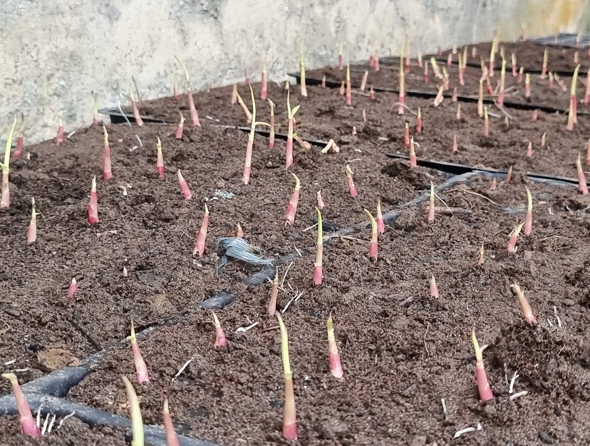 OPSINGHDycc's tweet image. Progress of नर्सरी