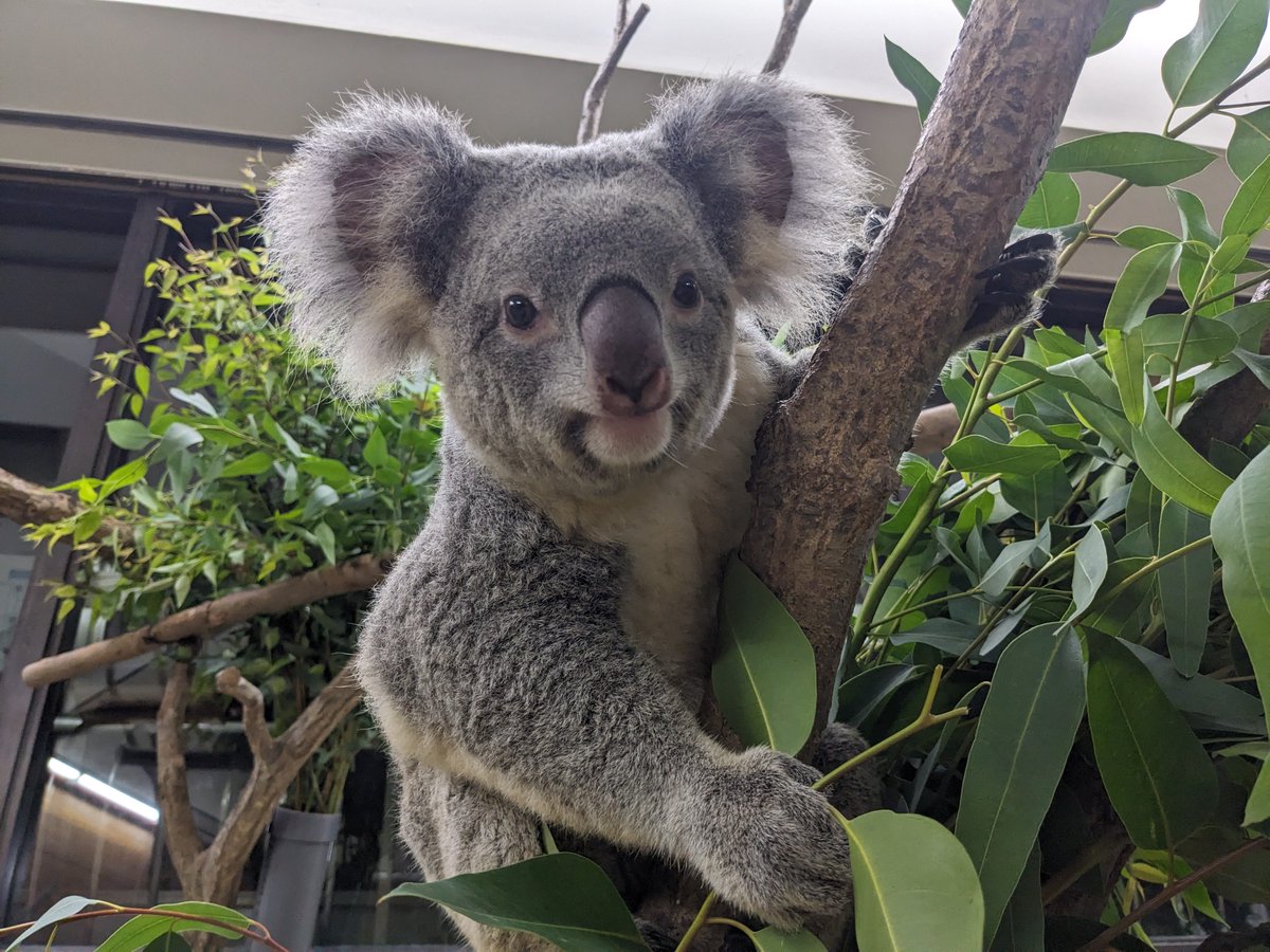 今日10月25日はコアラの日です。 1984年10月25日に日本に初めてコアラ