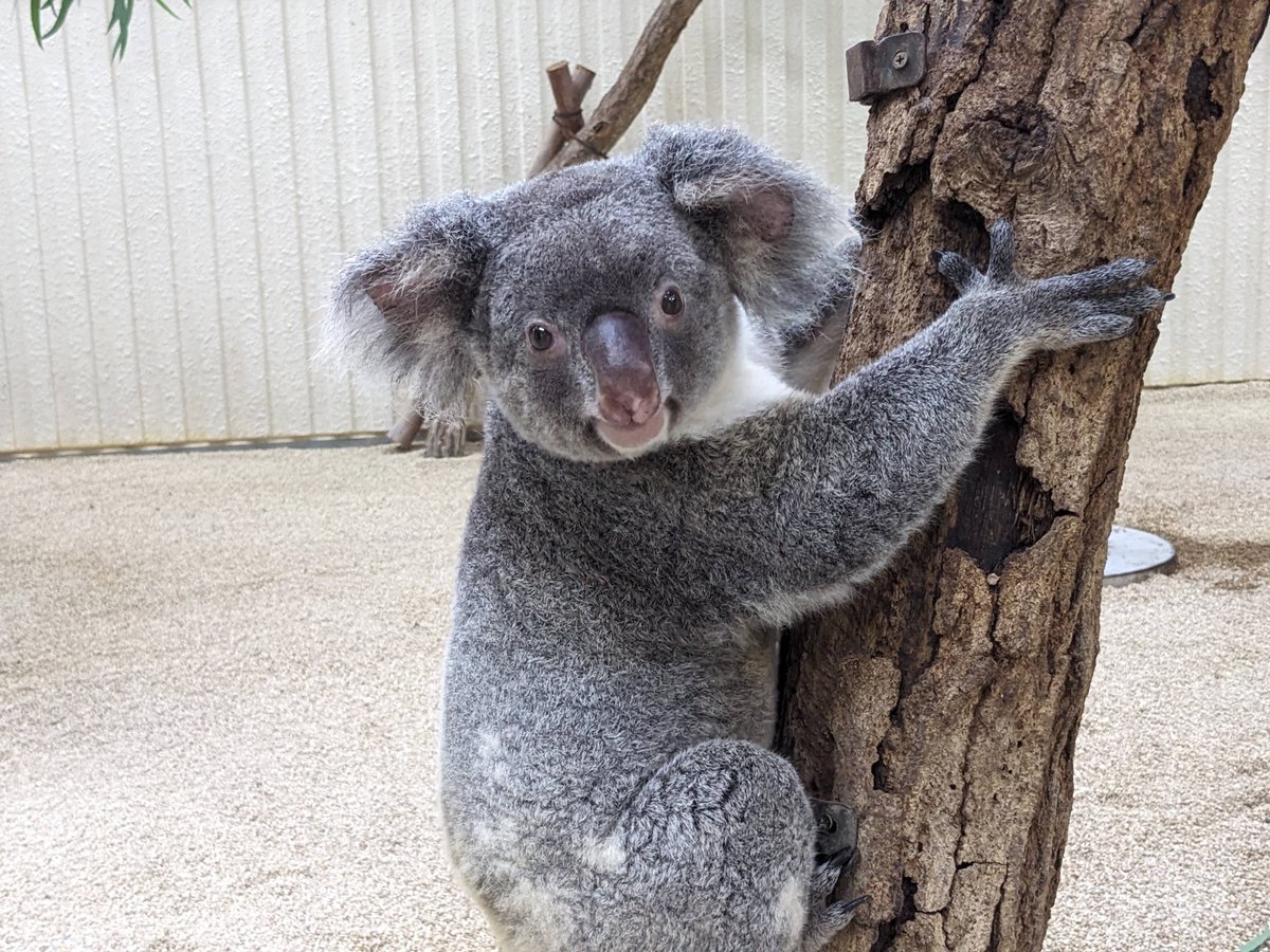 今日10月25日はコアラの日です。 1984年10月25日に日本に初めてコアラ