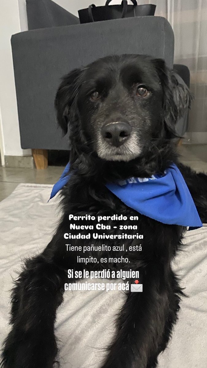 YFedrik's tweet photo. @VivireNuevaCba perrito macho perdido en zona ciudad universitaria. Tiene pañuelo azul y está súper limpito. Cualquier dato me escriben! https://t.co/GRF0girw0M
