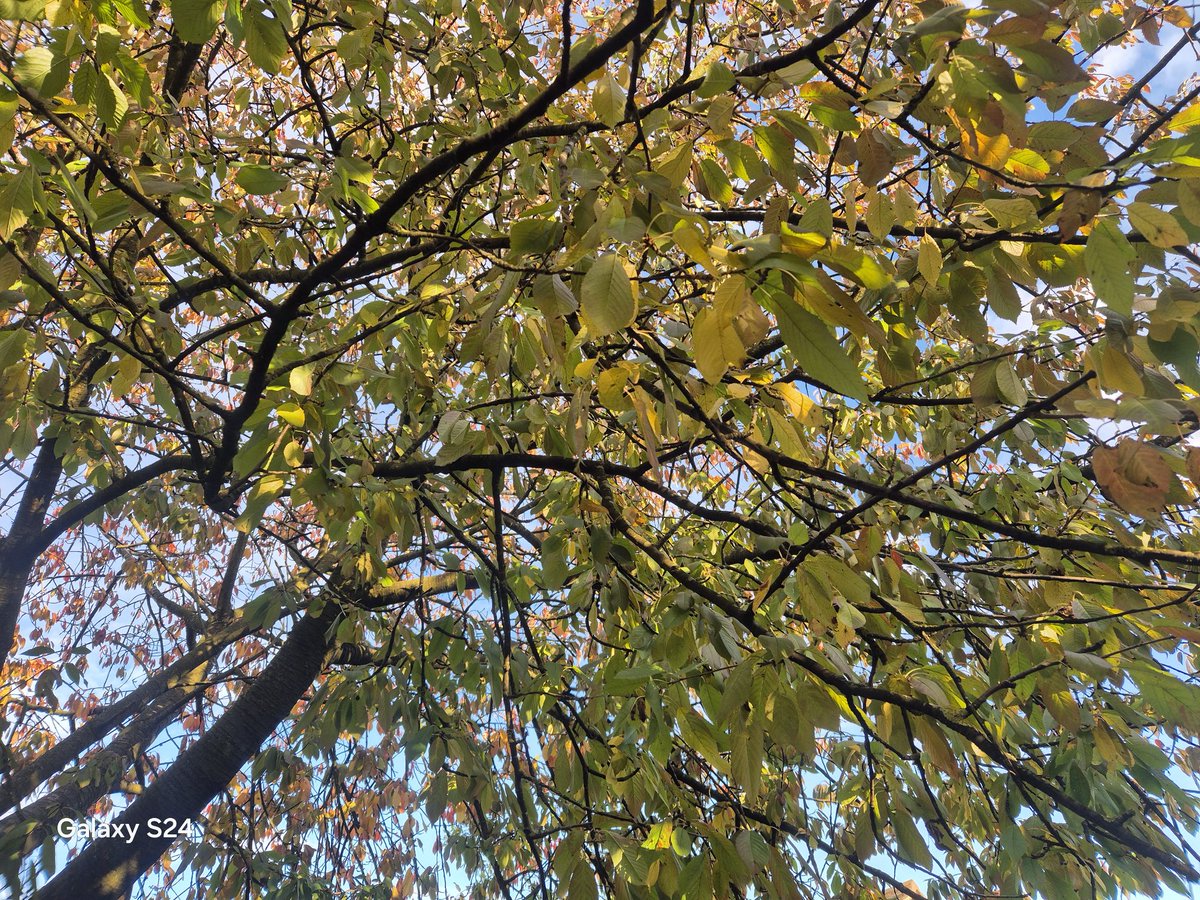 Christopher Z. Dlamini (PhD) tweet media