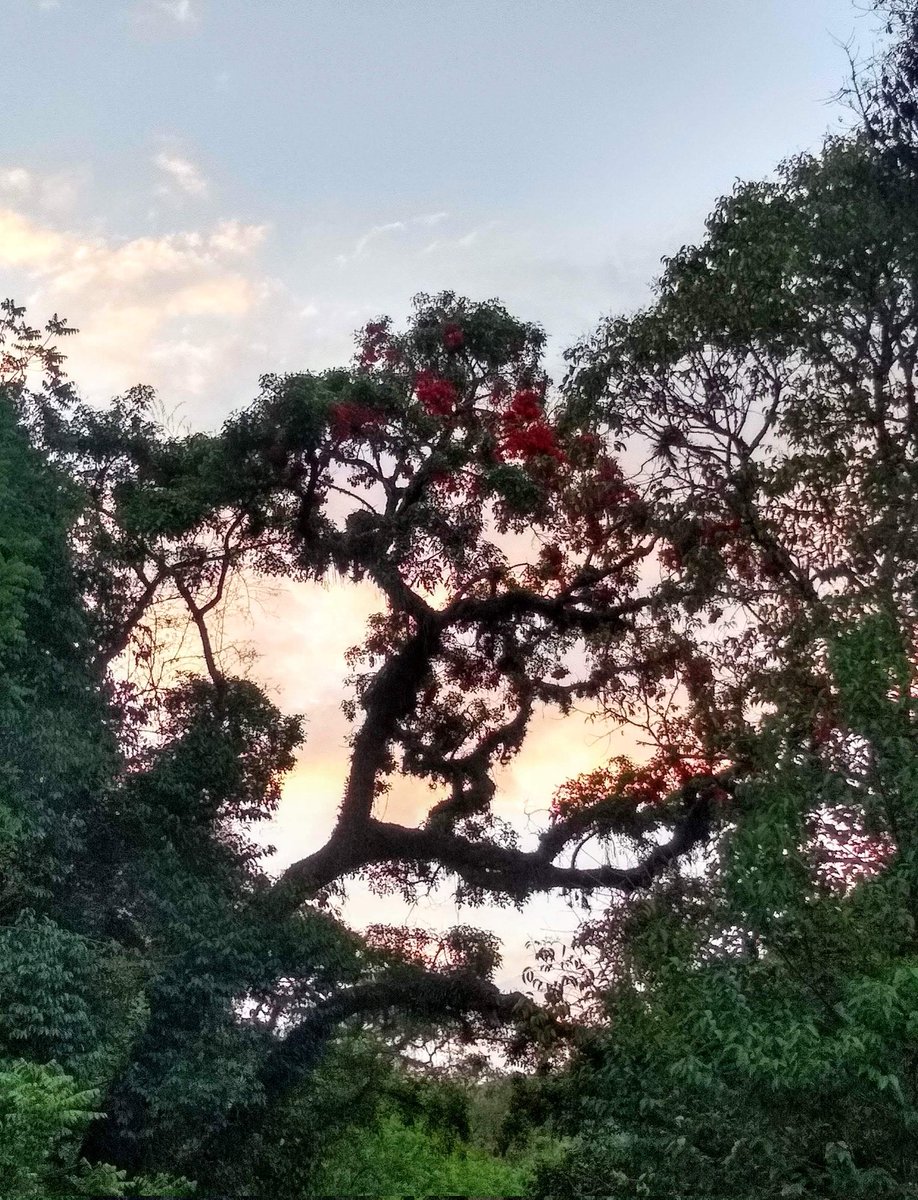MarMarZeta's tweet photo. #Taxojueves #ReservasNaturales
Reserva Municipal Yungas de San Lorenzo, Salta https://t.co/SkY72u5n2m