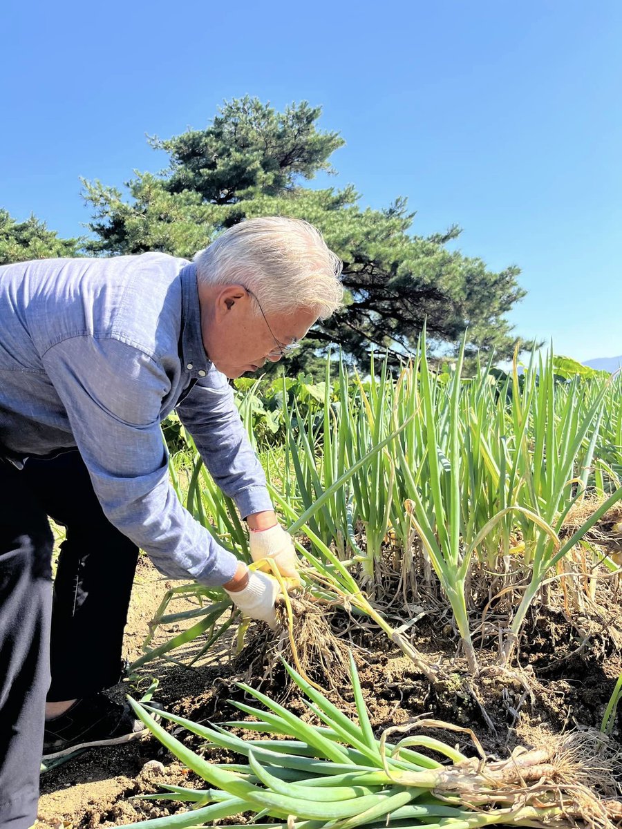 📢대통령님의 대파 나눔을 알립니다💙
10월27일까지 평산책방에서 책을 구매하시면 대통령님과 여사님이 손수 재배하신 대파를 드린다고 해요☘️ 
당일분 소진시 조기 마감😅