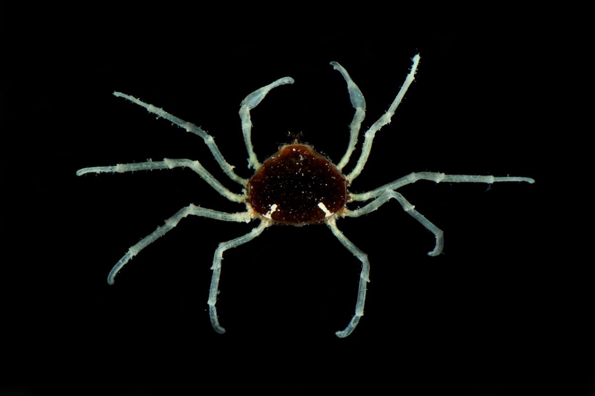 Elamena castanea, the false spider crab, was one of many new records that were documented for the first time during our Bioblitz held this year! Over a thousand species were collected during the three-week long biological survey! 🪸 📸: Dr. Robert Lasley and Diana Noto