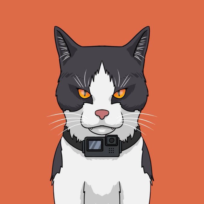 中国猫猫被恶意搬运外网 结果它太能打 红了