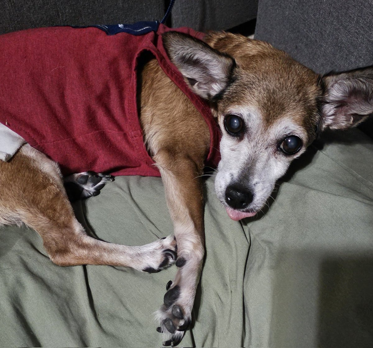 Talwyn7's tweet image. It's been a rough day.  We had to say goodbye to our grumpy old lady Tiki today.  She will be very dearly missed.