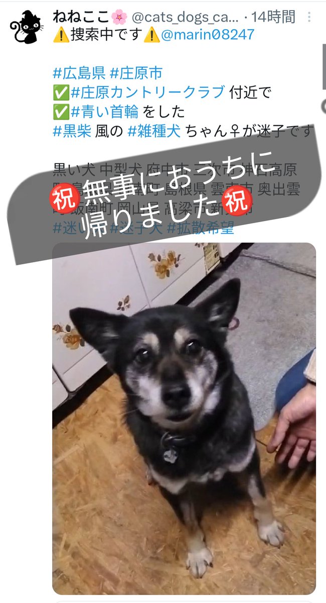 cats_dogs_cats's tweet photo. ㊗️無事におうちに帰りました㊗️
#迷い犬 #迷子犬 #広島県 #庄原市 https://t.co/Gf8a7AtUci