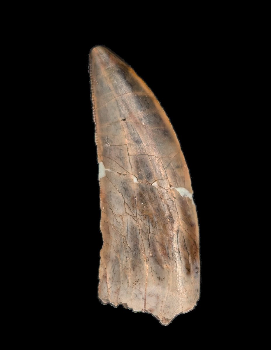 TheDailyRex's tweet image. Just added several Erlhaz Formation dinosaur teeth. Including a huge Kryptops and a few nice Eococharia teeth. Only @ thedailyrex.com
#dinosaur #fossilfriday #fossils #JurassicPark #ChaosTheory