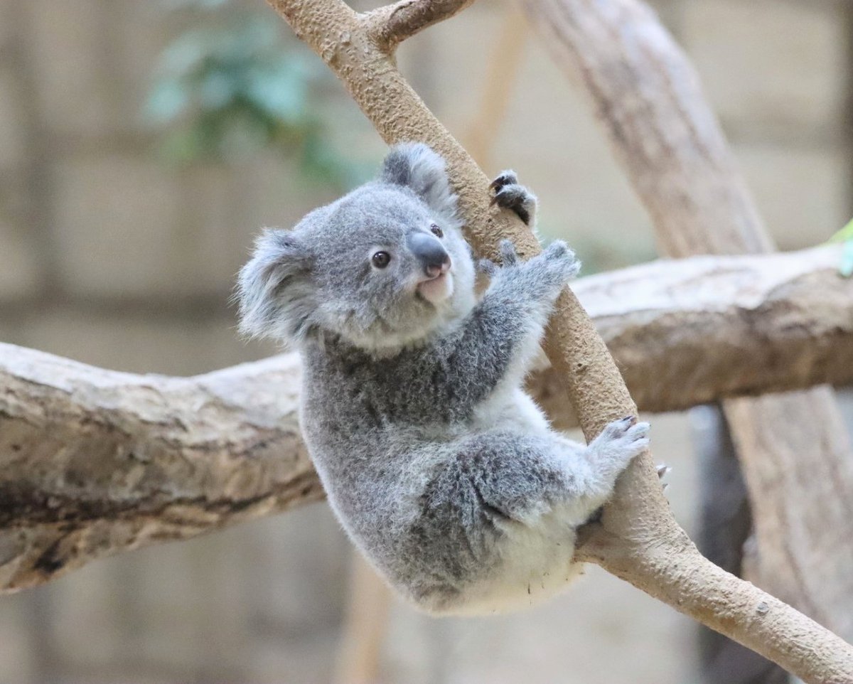 コアラの日 ということで 抜群に可愛かった赤ちゃんの頃のおもちちゃん