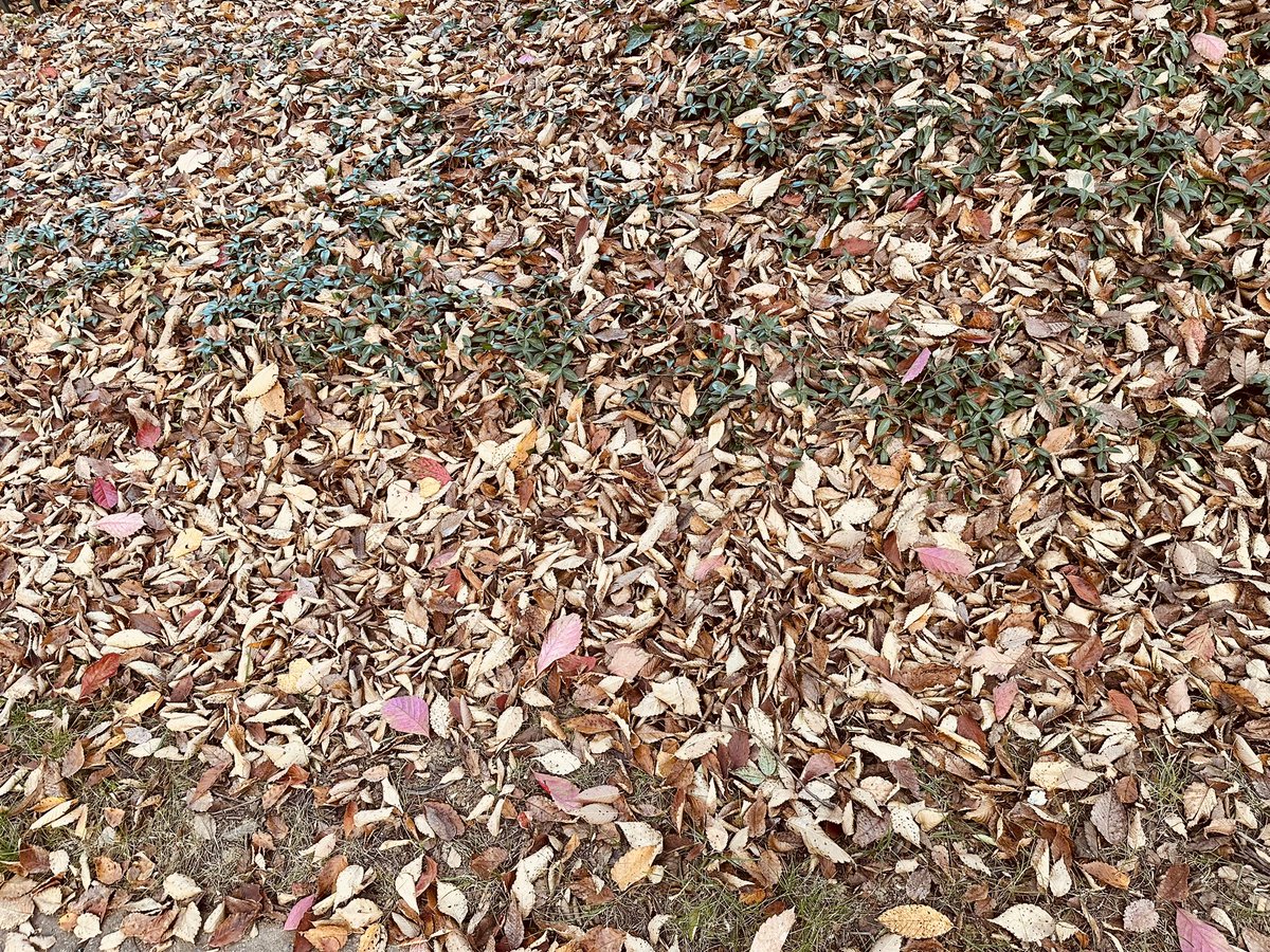kgreen327's tweet photo. My favorite time of year.๐โค๏ธโบ๏ธ #lovefallseason https://t.co/g4lJ34K4GW