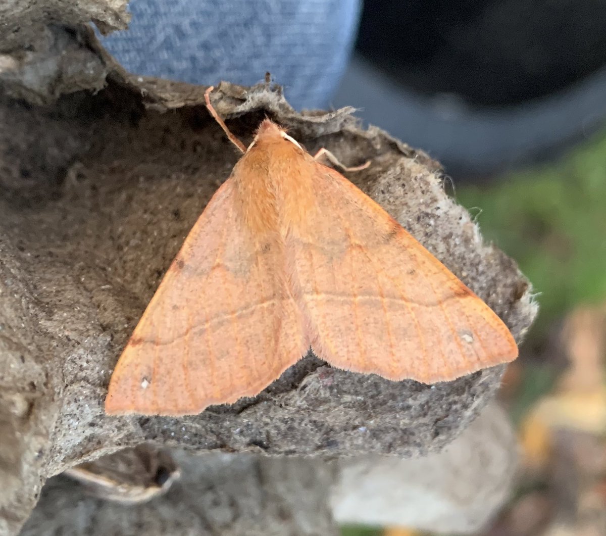 Not being at the coast means my urban garden (Rainham, Kent) isn’t exactly a migrant trap, so pleased last night with Delicate* and P. xylostella on that front. Also a lovely fresh Feathered Thorn* and a Brick*. <a href="/MigrantMothUK/">Migrant Lepidoptera</a> <a href="/mothsinkent/">KentMoths</a>